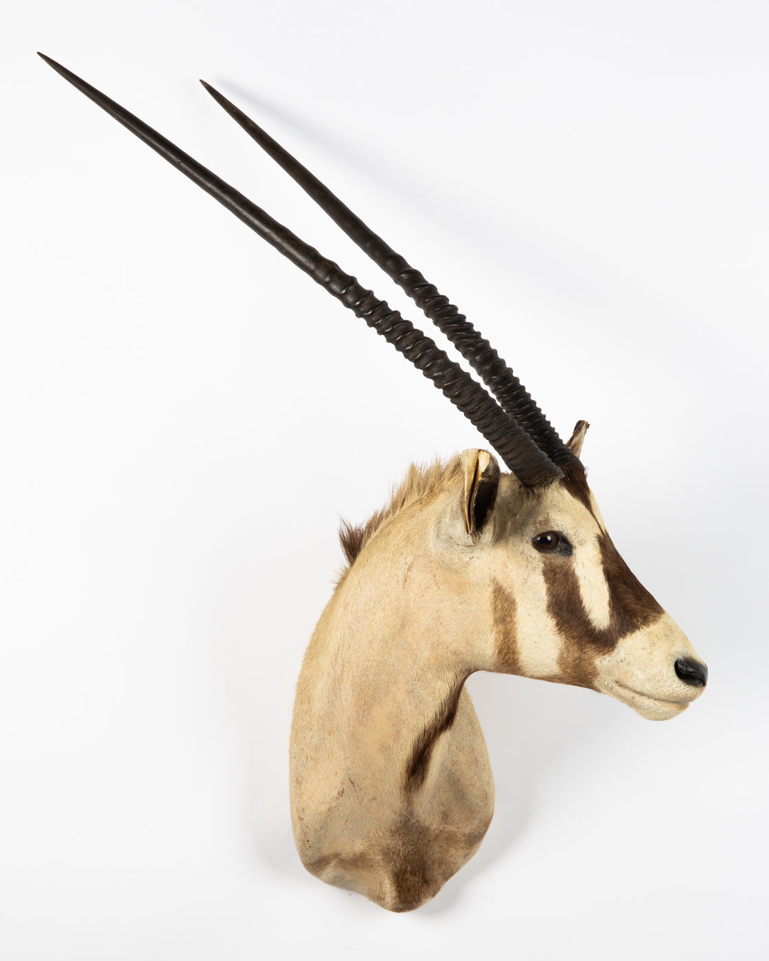 Oryx Antilope , Naturalisée