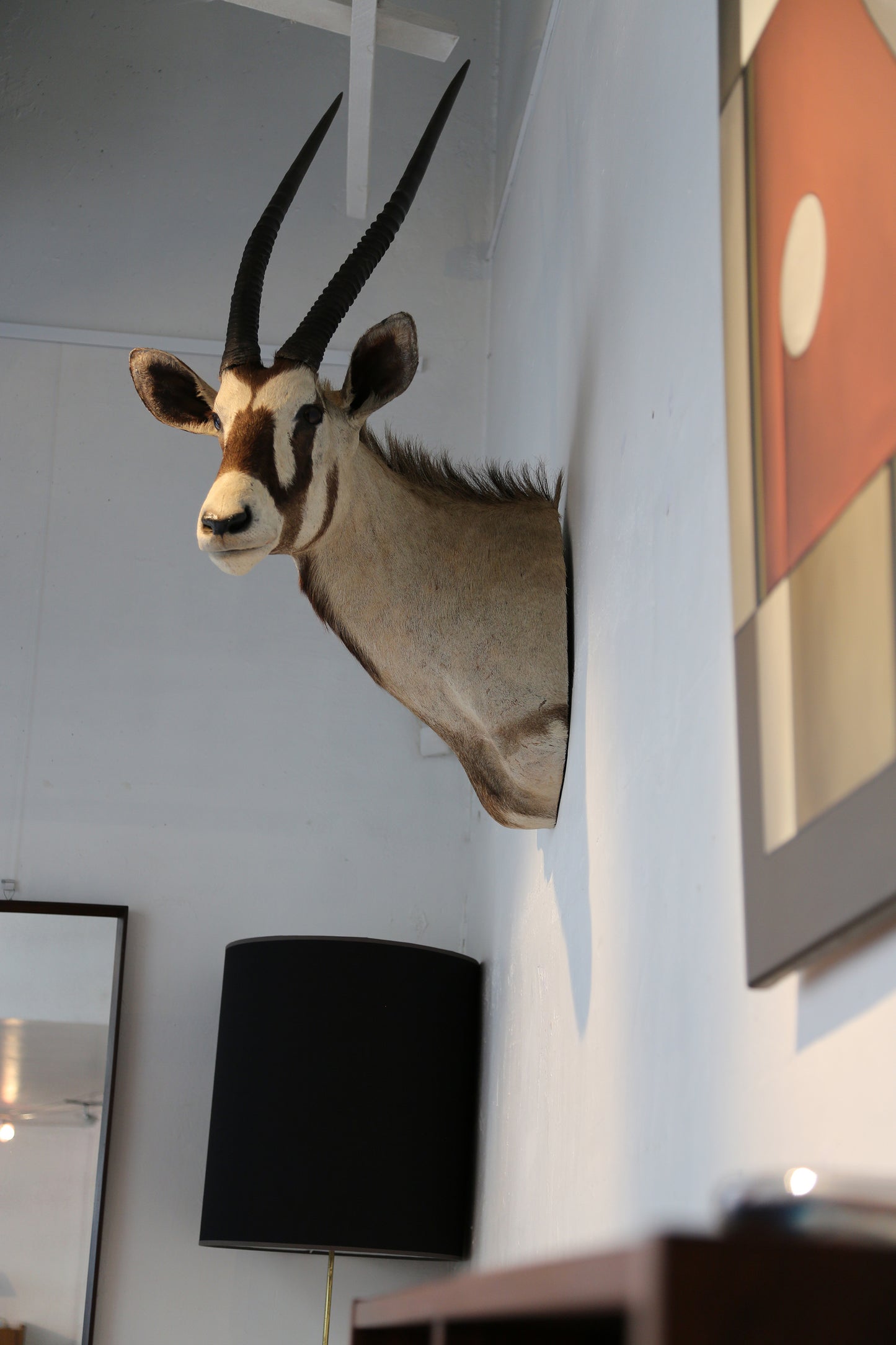 Oryx Antilope , Naturalisée