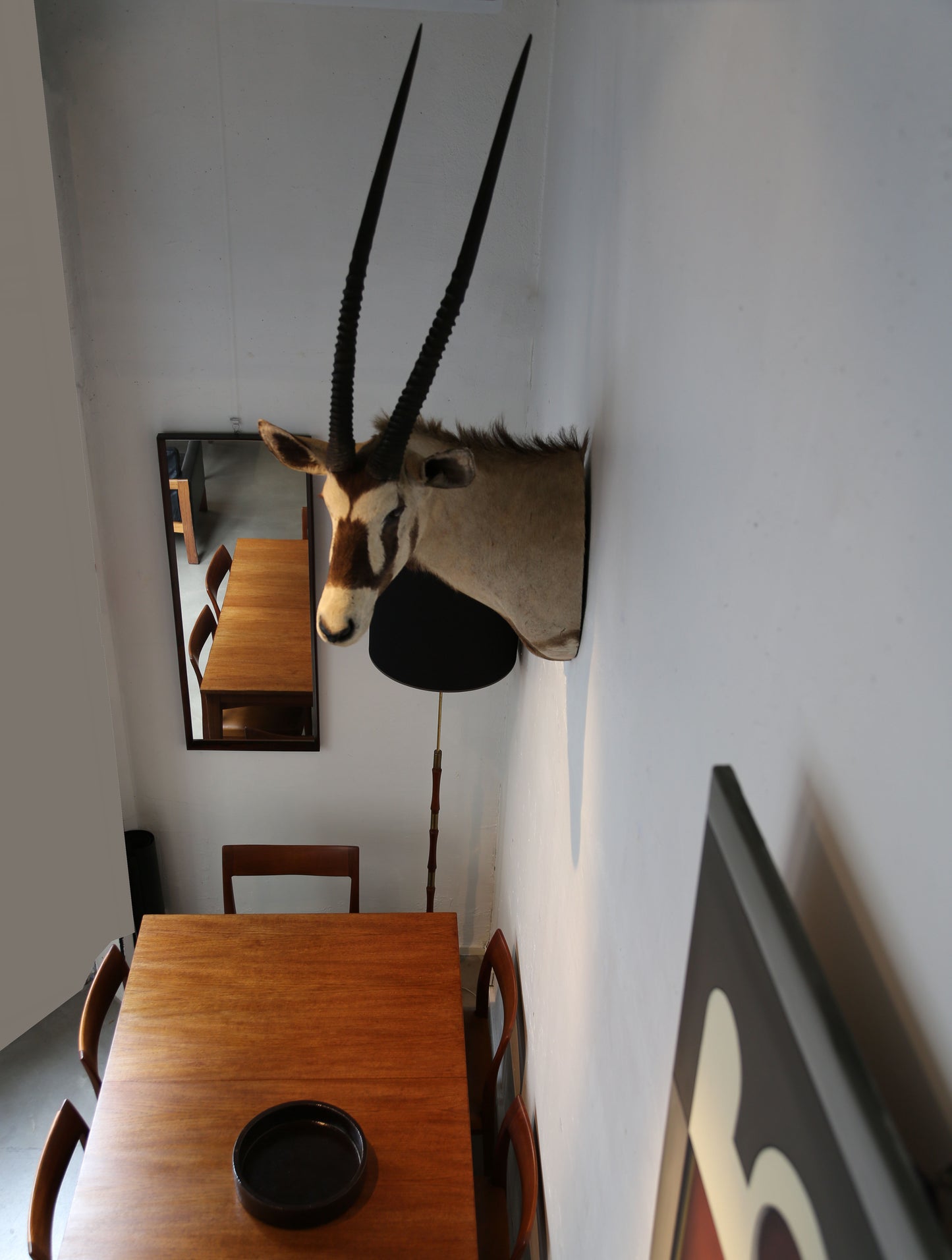 Oryx Antilope , Naturalisée