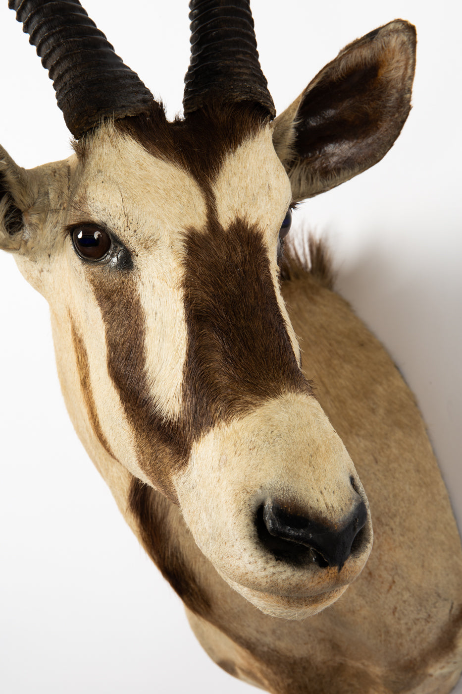Oryx Antilope , Naturalisée