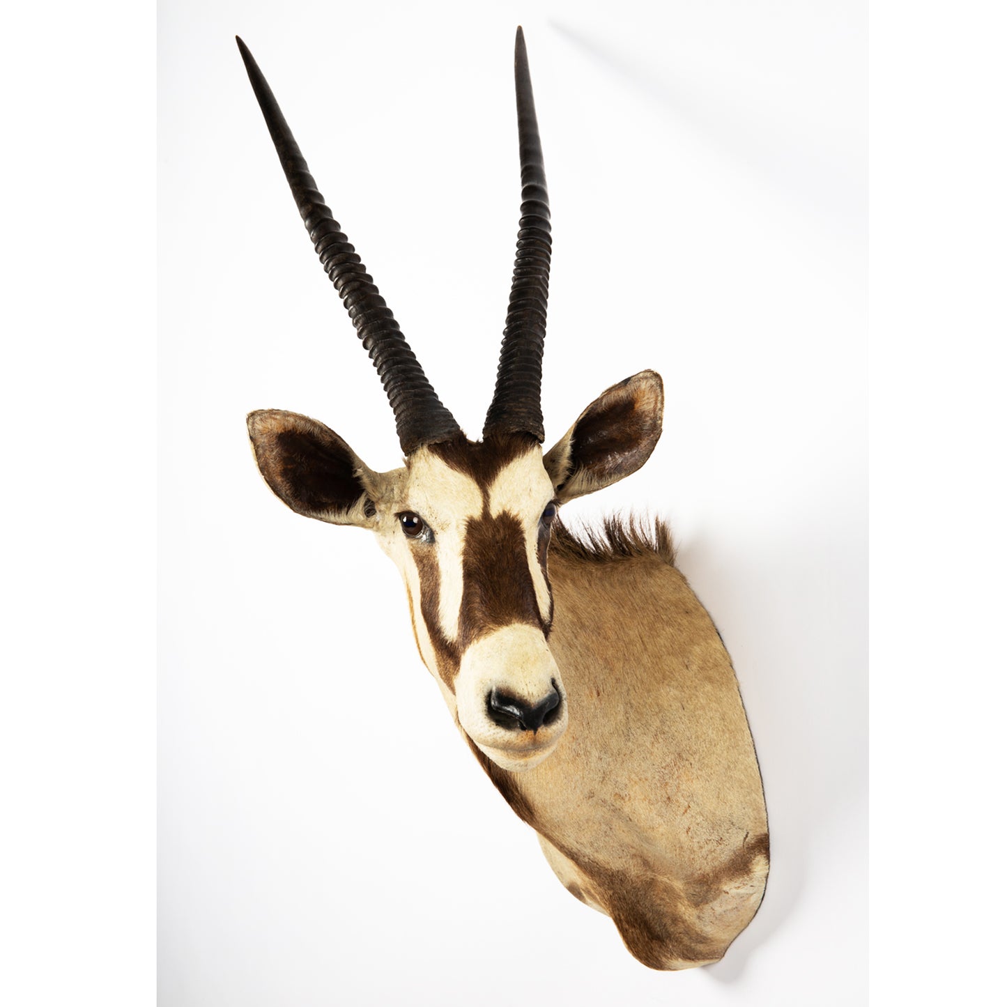 Oryx Antilope , Naturalisée