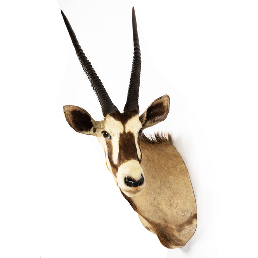 Oryx Antilope , Naturalisée